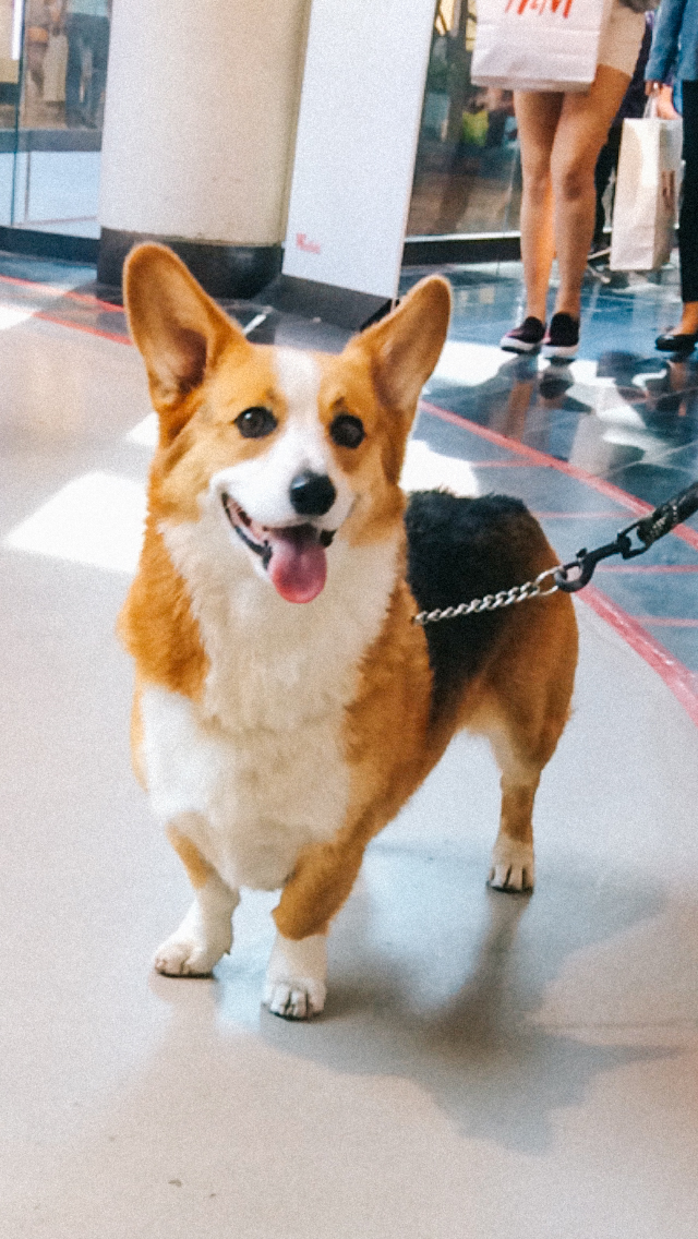 corgi in san jose, 2017